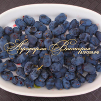 Жимолость БОРЕАЛИС ("BOREALIS" - "Северное сияние", Канада) (КРУПНОМЕР! ОГРОМНЫЙ КУСТ, УРОЖАЙ В ГОД ПОСАДКИ) Жимолость БОРЕАЛИС ("BOREALIS" - "Северное сияние", Канада) (КРУПНОМЕР! ОГРОМНЫЙ КУСТ, УРОЖАЙ В ГОД ПОСАДКИ)